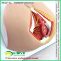 SELL 12463 Life Size Anatomy Biology Education Male Perineum Medical Model